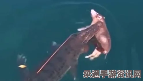 新西兰神秘黑鱼惊现水域，外形独特引网友热议，是外星生物吗？探寻背后的真相与技巧方法