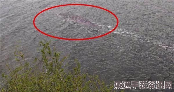 新西兰神秘黑鱼惊现水域，独特外形引发网友热议，真相探寻与解析