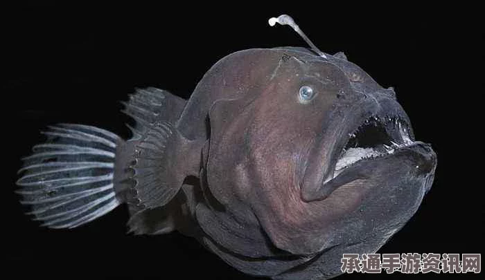 新西兰神秘黑鱼惊现水域，外形独特引网友热议，是外星生物吗？探寻背后的真相与技巧方法
