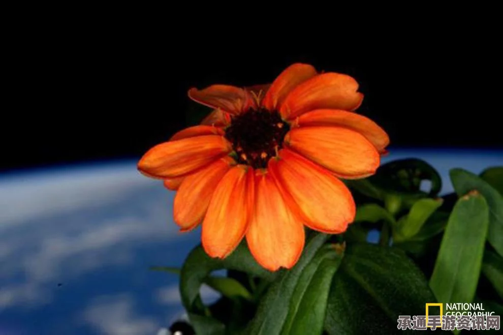 NASA空间站百日菊盛开，太空中的首次绽放与奇妙旅程（图文详解）