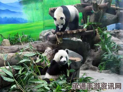 大熊猫贝贝首次亮相萌态十足，打盹瞬间征服人心——图文报道