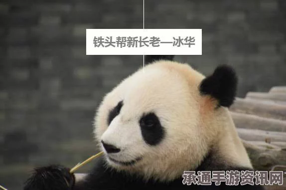 大熊猫贝贝首次公开亮相，萌态打盹征服观众之心（图文报道）