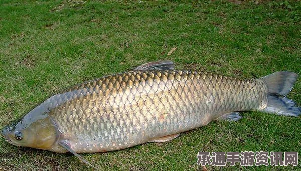 欢乐钓鱼大师，好友添加方法与技巧详解