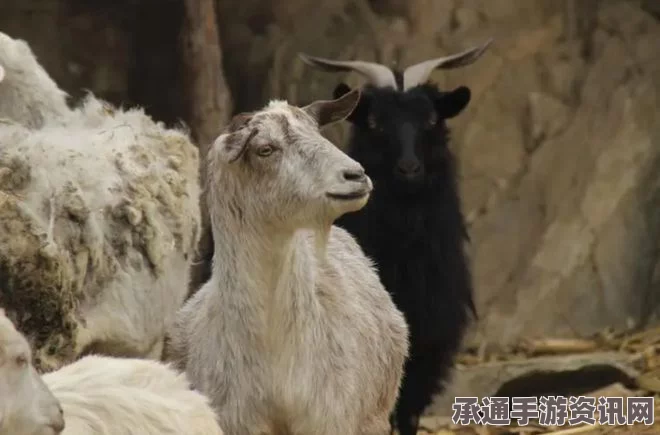 印度农民展现非凡技巧，活蟒手撕长达两米，成功救出被吞山羊—技巧解析与问答环节