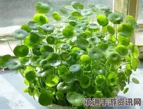 巴西发现世界潜在最长寿老人，揭秘长寿秘诀与技巧探讨