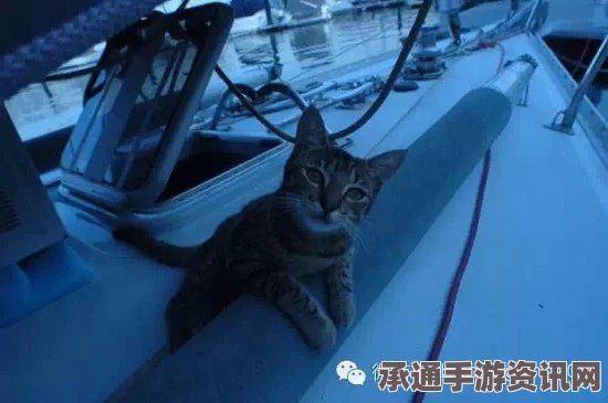 英国宠物猫神秘失踪，现身豪华游轮，寻找与照顾宠物的技巧方法