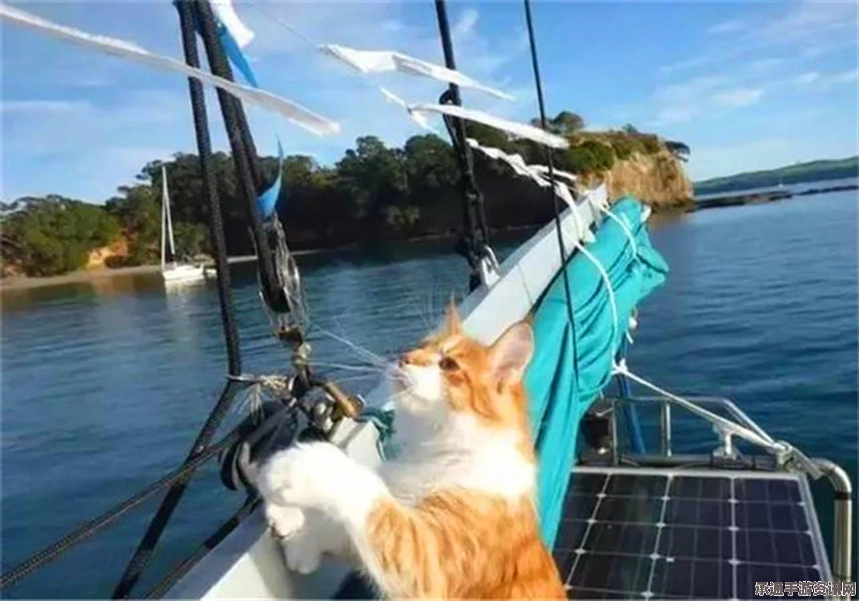 英国宠物猫神秘失踪，现身豪华游轮，寻找与照顾宠物的技巧方法