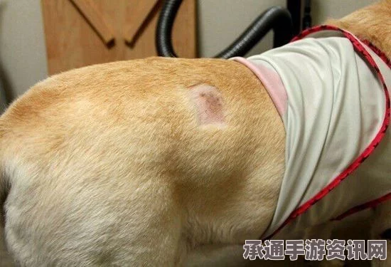 美国男子因争吵暴力致死宠物狗事件，反思与应对策略探讨