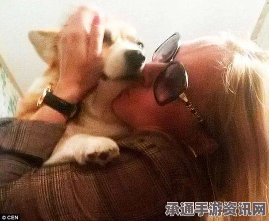 美国男子因争吵怒摔宠物狗致死事件，反思与应对技巧