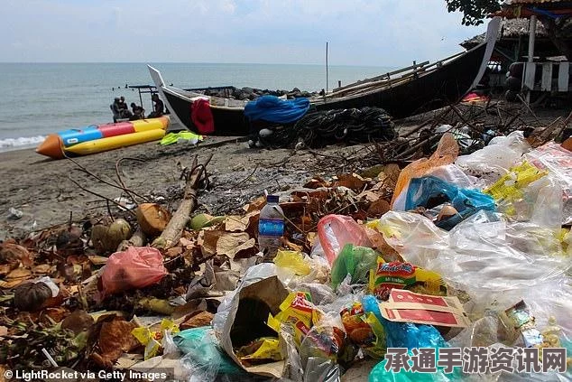 印度海岸鲸鱼集体自杀事件，探寻背后的原因与应对之道