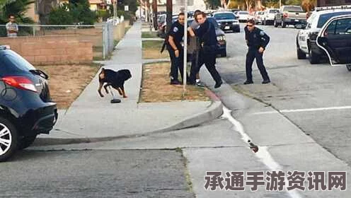 美国男子因争吵怒摔宠物狗致死被捕，事件分析与反思