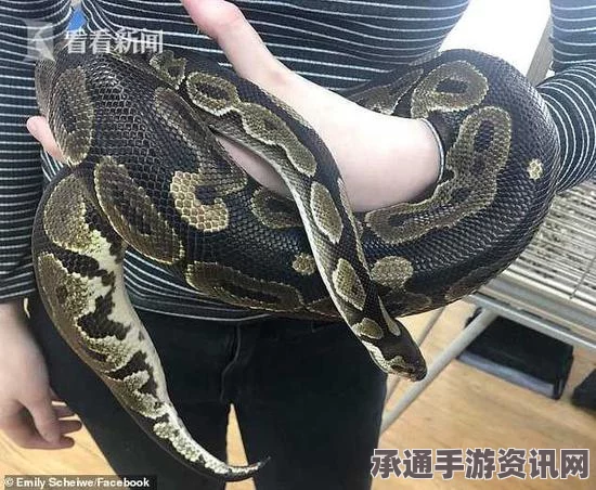 美国男子独特偷窃方式，蟒蛇藏匿裤裆内成功盗物（图文详解）