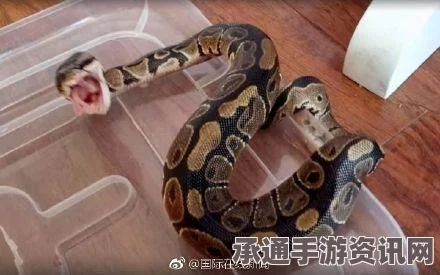 美国男子奇特偷窃方式，将蟒蛇藏匿裤裆内偷走（图文详解）