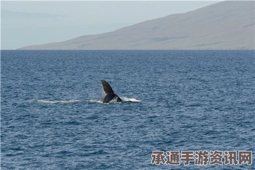 印度南部海滩鲸鱼搁浅事件，揭示应对海洋生物困境的技巧与方法