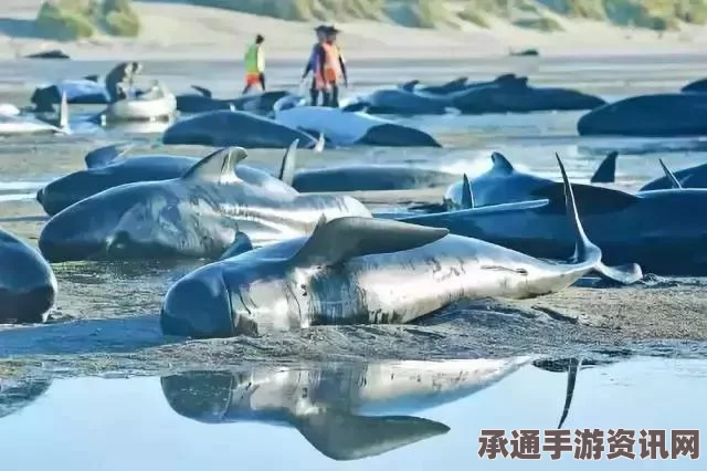 印度南部海滩鲸鱼搁浅事件，揭示应对海洋生物困境的技巧与方法
