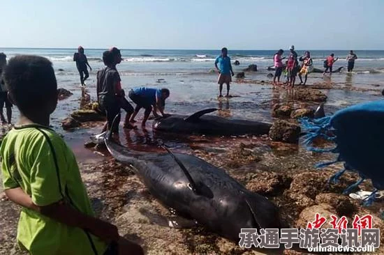 印度南部海滩鲸鱼搁浅事件，超过50头鲸鱼遭遇困境，至少4头不幸死亡