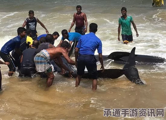 印度南部海滩鲸鱼搁浅事件，超过50头鲸鱼遭遇困境，至少4头不幸死亡