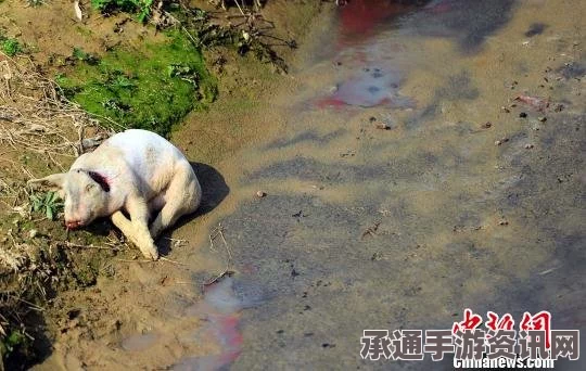 环境污染导致古巴猴子生下畸形猴猪，揭示背后的环境与生态问题（附图）
