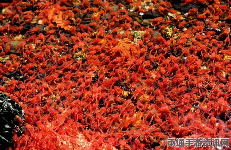 新西兰小龙虾群上岸引发罕见现象，海滩染红，海洋生态深度观察（附图展示）