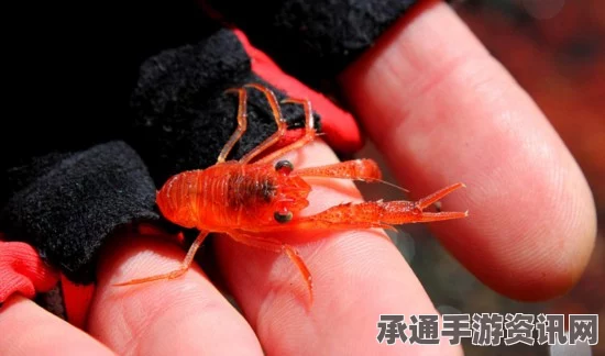 新西兰小龙虾群上岸引发罕见现象，海滩染红，海洋生态新观察（附图）