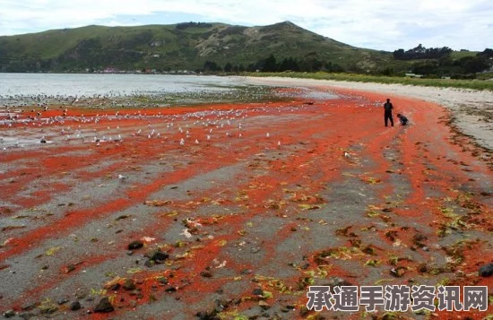 新西兰小龙虾群上岸引发罕见现象，海滩染红，海洋生态新观察（附图）