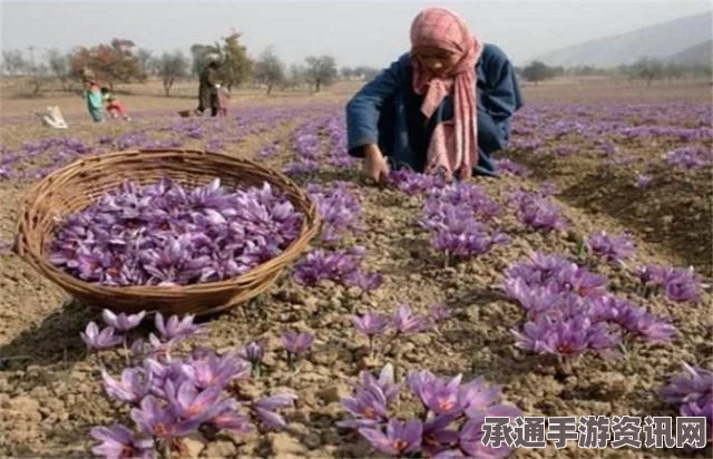 黑神话悟空，不老藤获取攻略与技巧解析——悟空泡酒物的秘密探索