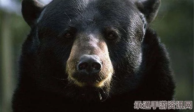 黑神话悟空，黑熊精打法全面攻略与实战技巧分享
