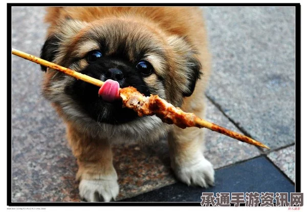 美国男子总统爱犬绑架未遂事件背后的精神健康与社会应对探讨，事件深度解析（图文）