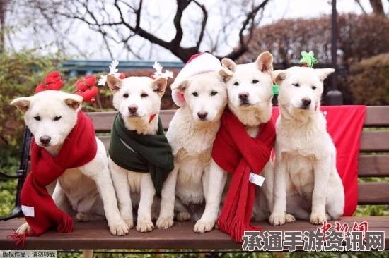 美国男子绑架总统爱犬未遂遭逮捕，事件背后的精神健康问题与社会应对技巧探讨（图）