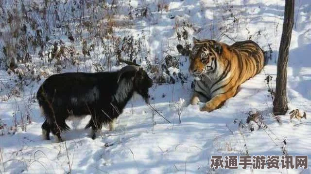 直播新潮流下的霸道总裁爱情故事，老虎与羊的甜蜜互动秀，摄像头下的浪漫奇缘