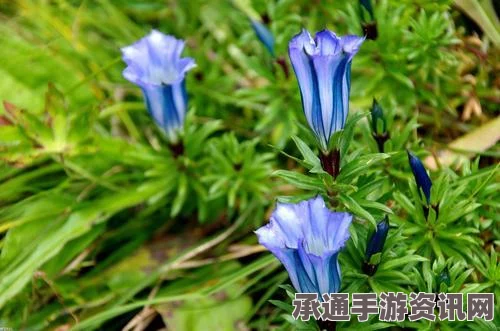 黑神话悟空，龙胆种子获取攻略与技巧深度解析