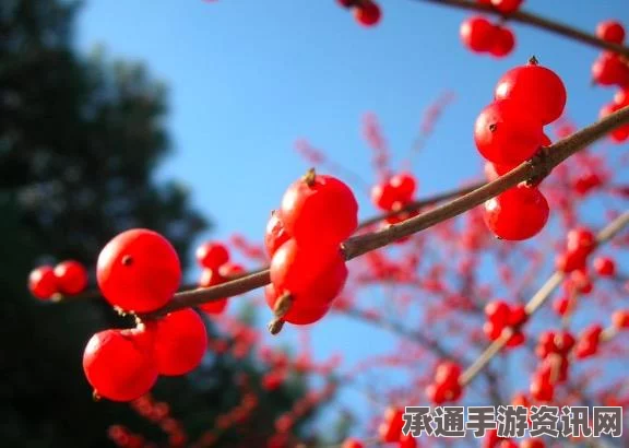 射雕英雄传手游，玲珑烛获取攻略与技巧方法