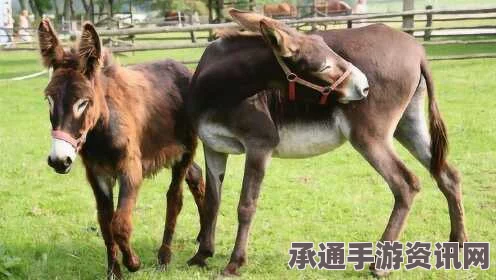 美国农场工人性侵母驴事件，反思与警示——背后的技巧方法与应对之策