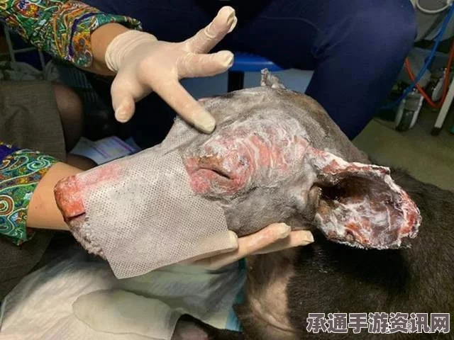 男子巧妙利用火腿切片为狗伪装烧伤，创意行为引发网友热议—背后的技巧与深思