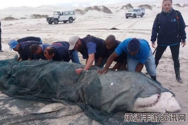 一条搁浅死亡的虎鲸揭示海洋垃圾危机，南非海滩的悲剧警示（附图）