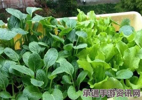 王者荣耀，王者农药背后的故事与游戏技巧解析