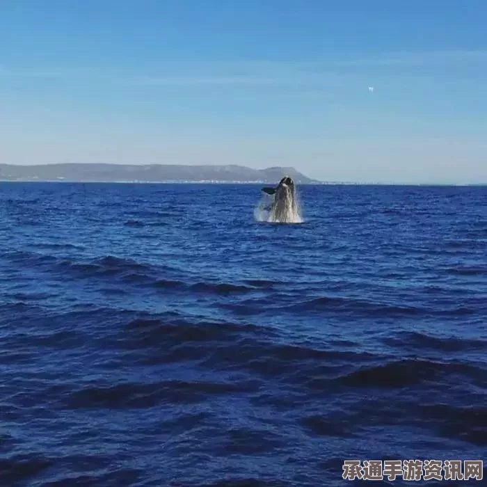 南非海滩搁浅虎鲸死亡事件揭示海洋垃圾问题，悲剧背后的应对之道（图文报道）