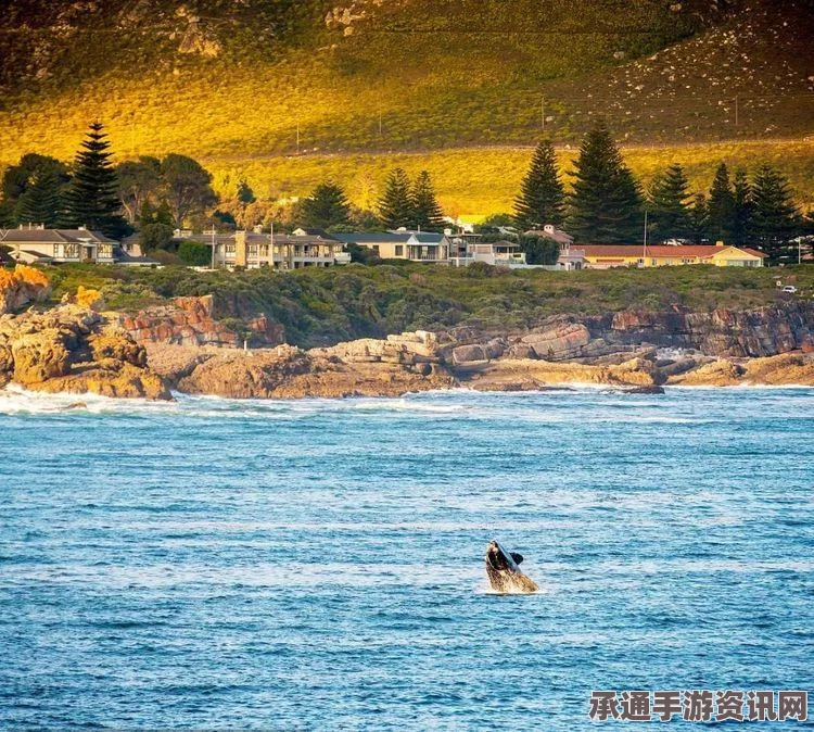 一虎鲸鱼搁浅南非海滩死亡，揭示海洋垃圾问题背后的悲剧与应对之道（图）