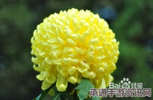 七日杀中的菊花作用及技巧方法详解