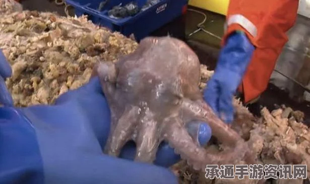 南极巨型蜘蛛揭秘，探索未知的自然奥秘与科学方法