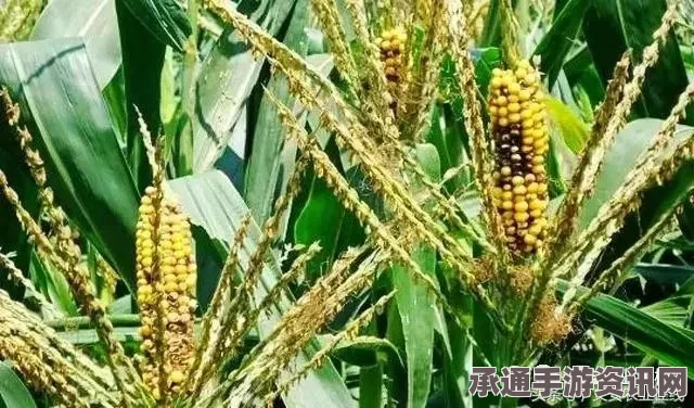 七日杀玉米穗详解，用途、技巧与方法指南