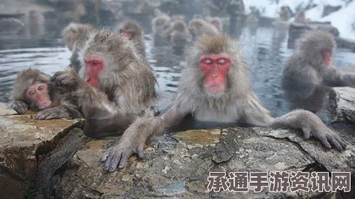 猴年特别活动，日本动物园巧妙安排猴子摆队形迎接猴年