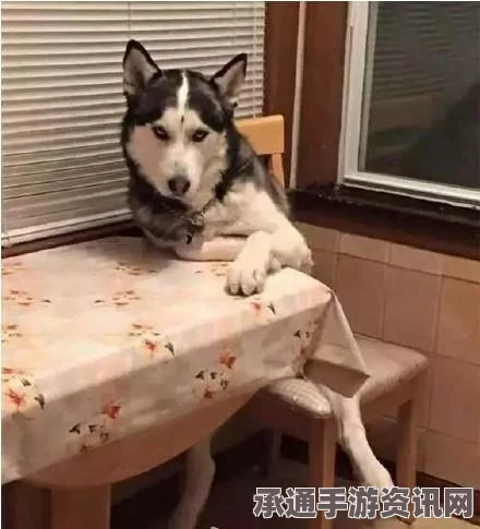 速速上菜，提升效率的技巧方法详解