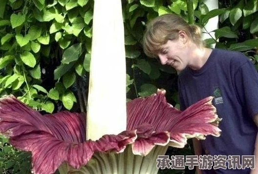 澳洲罕见尸花盛开，独特腐臭魅力吸引万人驻足观赏