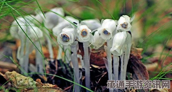 澳洲罕见尸花绽放，腐臭魅力吸引万人争嗅