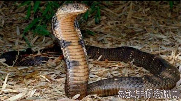 美国男子家中毒蛇挑战，养蛇共舞的技巧与风险分析