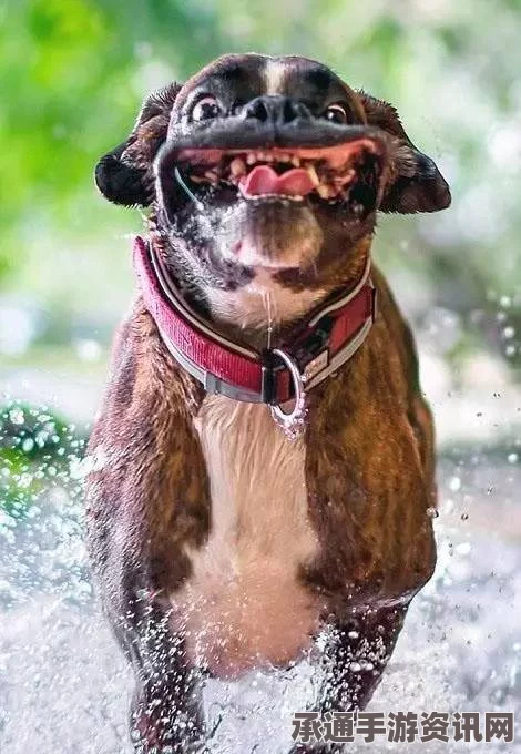 泰国王室爱犬离世，纪念电影映出深情，了解宠物纪念的别样方式