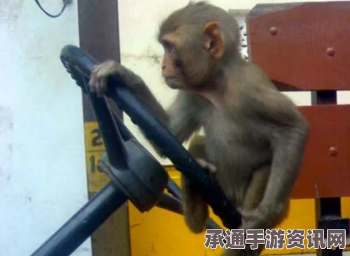 印度猴子偷开巴士引发车祸，事件解析及应对之策（图文详解）