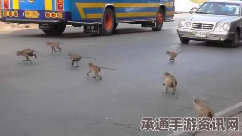 印度淘气猴子偷开巴士酿车祸，事件解析与应对技巧探讨（图）