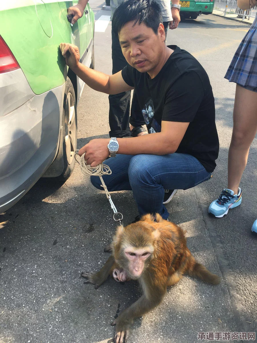 印度淘气猴子偷开巴士酿车祸，事件解析与应对技巧探讨（图）